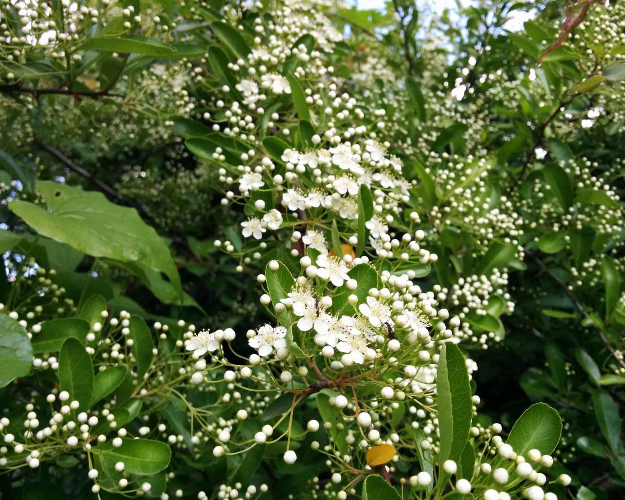 Pyracantha coccinea / Agazzino